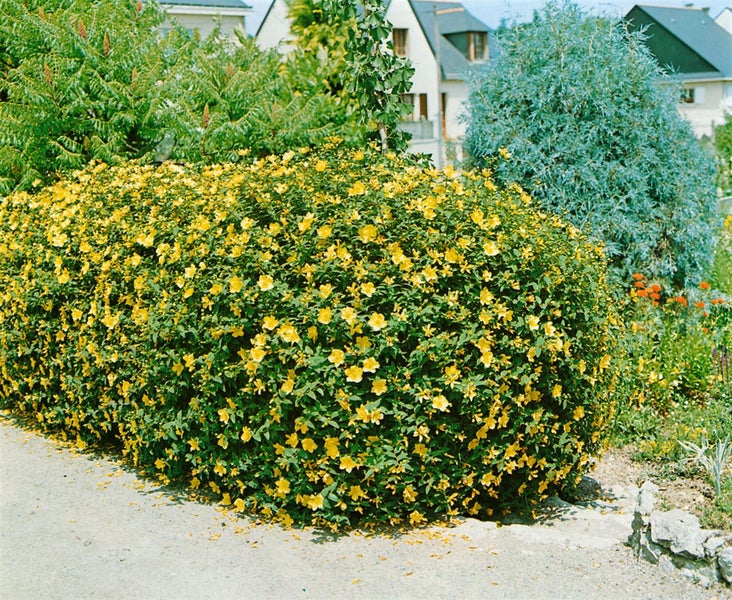 Hypericum 'Hidcote', Johanniskraut, leuchtend gelb, 40–60 cm