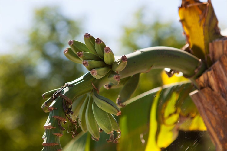 Unreife Bananenstaude mit kleinen grünen Früchten an einer Bananenpflanze im Freien.