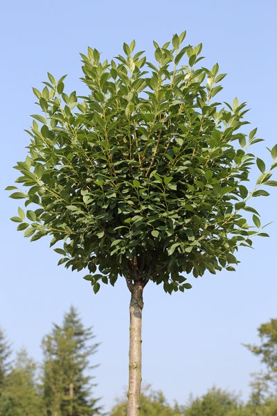 Prunus fruticosa Globosa, Kugelkirsche-Hochstamm,  Höhe inkl. Topf: 250 cm