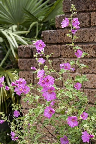 Malva moschata, Moschusmalve, rosa, ca. 9x9 cm Topf