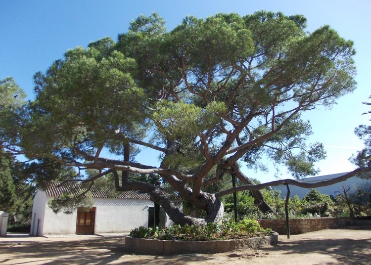 SAFLAX Garden to go - Mittelmeer - Pinie - Pinus pinea - 6 Samen - Mit Topf, Klima - Deckel und Anzuchtsubstrat