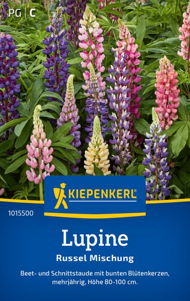Kiepenkerl Lupinen Saatgut Russel Mischung mehrjährige Beet- und Schnittstaude mit bunten Blütenkerzen Höhe 80 bis 100 Zentimeter