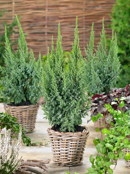 Juniperus squamata 'Loderi', Blauer Zwergwacholder, 20–25 cm