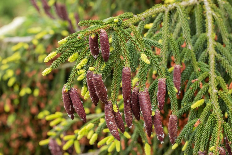 Picea orientalis 'Aurea', Orientalische Fichte, goldgelb, 70–80 cm