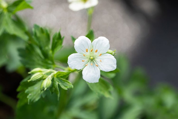 Geranium sanguineum 'Album', Storchschnabel, weiß, ca. 9x9 cm Topf