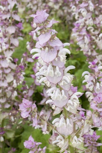 Salvia sclarea, Muskatellersalbei, aromatisch, ca. 11x11 cm Topf