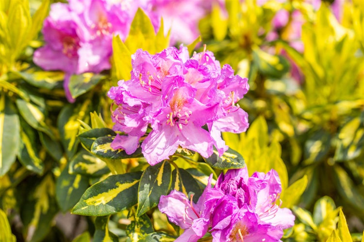 Rhododendron Hybr. 'Goldflimmer', gelb-grün panaschiert, 40–50 cm