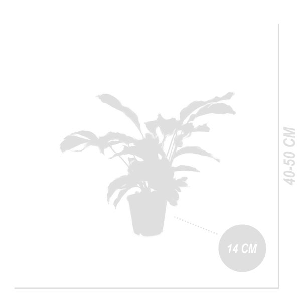 Bloomique - Calathea White Fusion - Korbmarante - Zimmerpflanzen - Pflegeleicht - Luftreinigend - Höhe 40-50 cm - Topf 14 cm