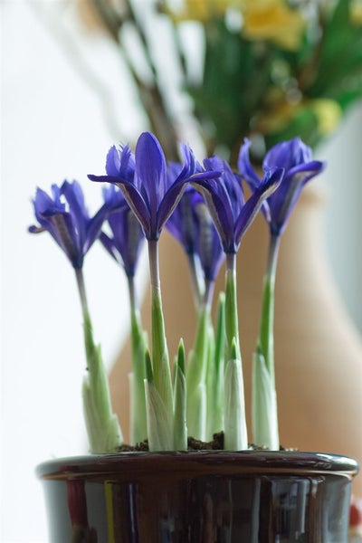 Iris reticulata 'Harmony', Zwerg-Iris, blau, ca. 9x9 cm Topf