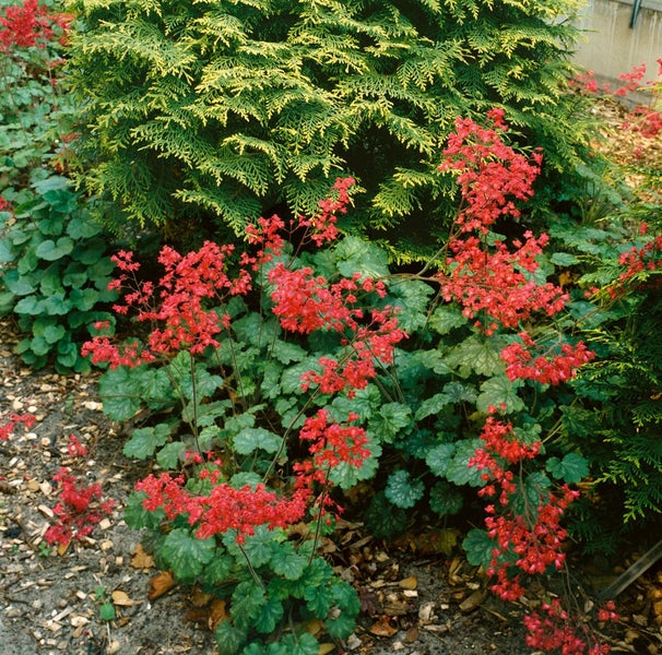 Heuchera x brizoides 'Pluie de Feu', Purpurglöckchen, rot, ca. 9x9 cm Topf