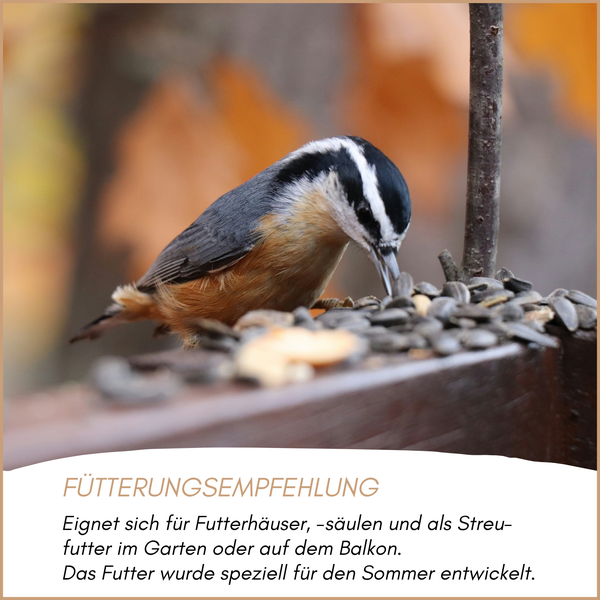 Kleinvogel frisst Sonnenblumenkerne an einer Futterstelle mit Empfehlungstext für Sommerfutter im Garten oder auf dem Balkon.