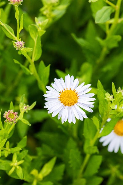 Kalimeris incisa 'Madiva', Japanische Aster, lila, ca. 9x9 cm Topf