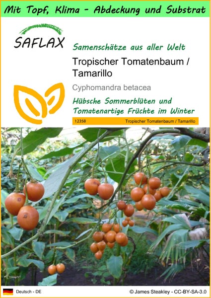 SAFLAX Garden to go - Tropischer Tomatenbaum / Tamarillo - Cyphomandra betacea - 50 Samen - Mit Topf, Klima - Deckel und Anzuchtsubstrat