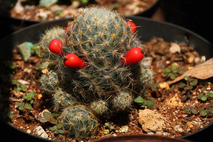 SAFLAX Garden to go - Mammilaria Mischung - Mammilaria Mix - 40 Samen - Mit Topf, Klima - Deckel und Anzuchtsubstrat