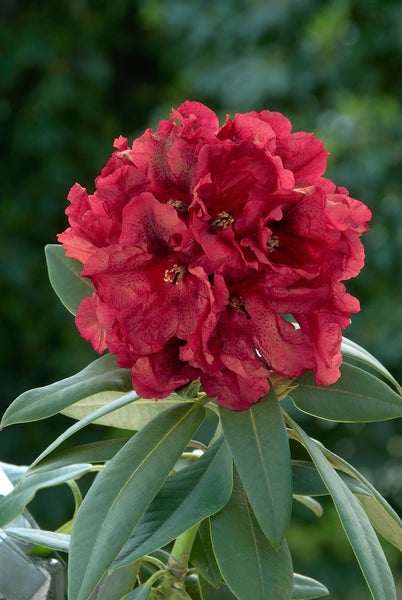 Rhododendron Hybr. 'Rabatz' -R-, INKARHO, rot, 30–40 cm