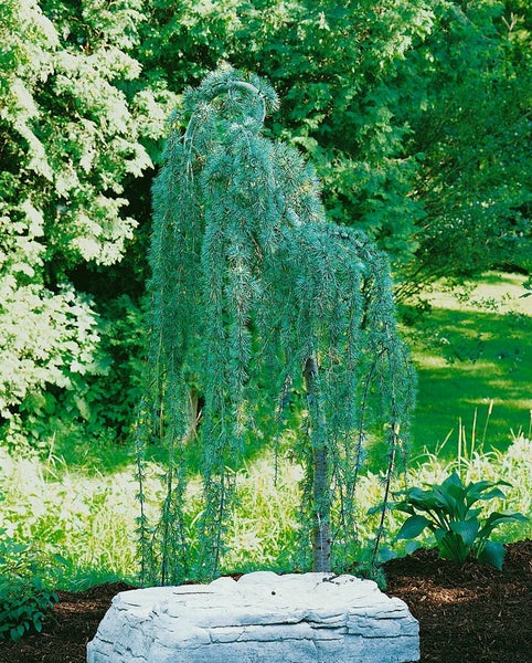 Hängende Zeder im Garten