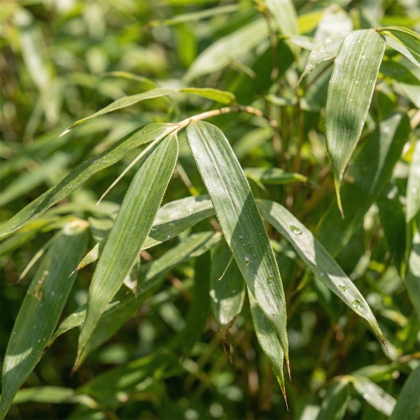 Nahaufnahme von grünen Bambusblättern einer Gartenpflanze.