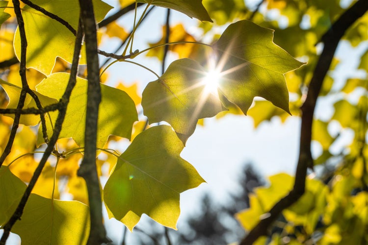 Herbstliche Blätter eines Tulpenbaums im Gegenlicht
