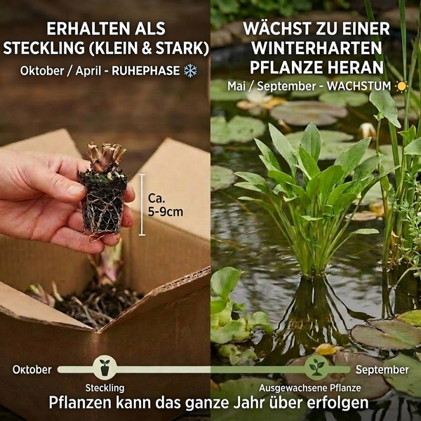 Vergleich von circa 5 bis 9 Zentimeter langem Steckling mit Wurzeln und ausgewachsener winterharter Wasserpflanze. Ganzjährig pflanzbar.
