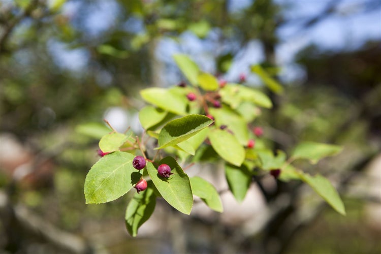Amelanchier lamarckii, Kupfer-Felsenbirne, 100–125 cm