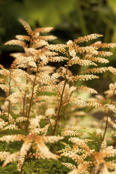 Aruncus aethusifolius, Zwerg-Geißbart, kompakt, ca. 9x9 cm Topf