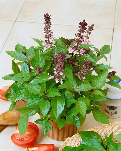 Ocimum kilimandscharicum, Afrikanisches Basilikum, ca. 11x11 cm Topf