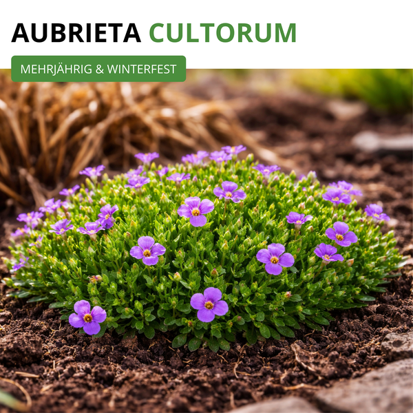 Blühendes Blaukissen Aubrieta cultorum mit lila Blüten, mehrjährig und winterhart, polsterbildende Staude im Gartenbeet.
