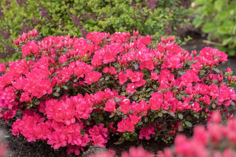 Azaleenstrauch mit Blüten im Garten