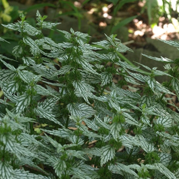 Bild von gefleckter Taubnessel im Garten.
