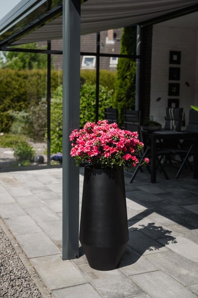 Hoher schwarzer Pflanzkübel mit rosa Azaleen auf einer modern gepflasterten Terrasse vor einer Glasfassade und Gartenmöbeln.