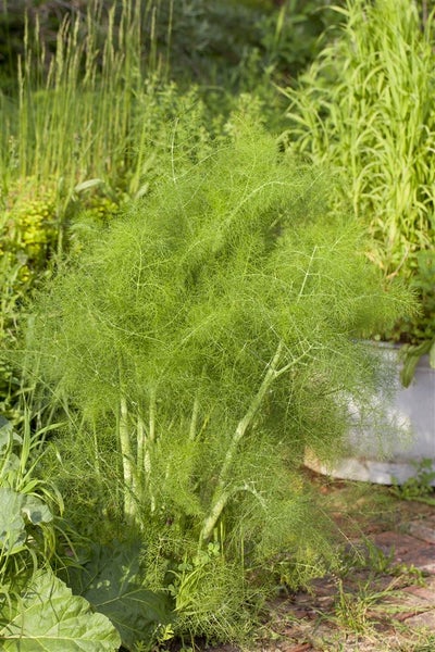 Foeniculum vulgare, Fenchel, aromatisch, ca. 9x9 cm Topf