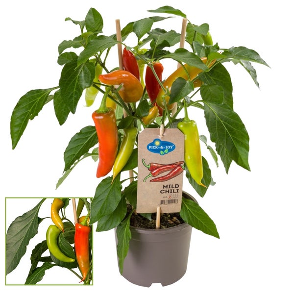 Milde Chili Pflanze Pick-and-Joy im Topf mit grünen, orangefarbenen und roten Schoten.