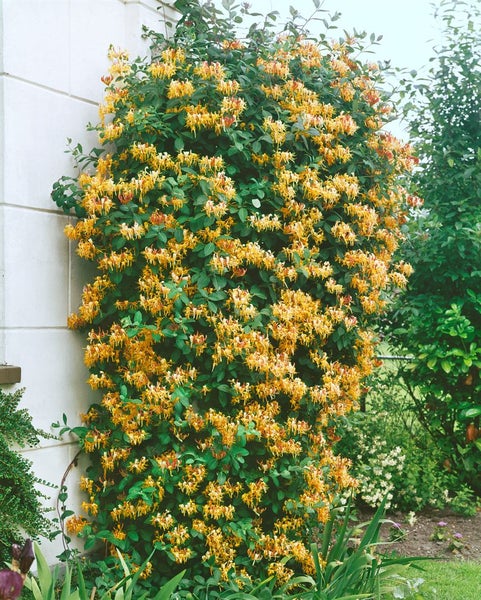 Lonicera heckrottii, Geißblatt, duftend, 60–100 cm