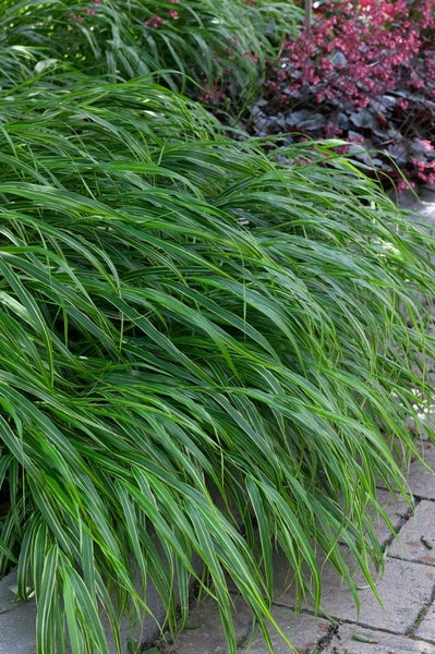 Hakonechloa macra 'Albostriata', Japanisches Berggras, ca. 9x9 cm Topf