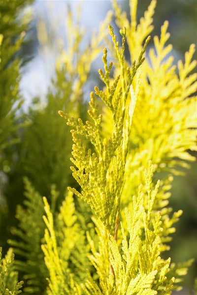 Thuja plicata '4ever Goldy' ®, gelbgrün, 80–100 cm