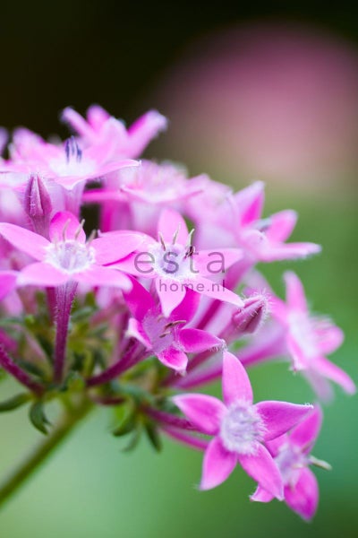 ESTAhome Fototapete Starflower Rosa - 186 cm x 279 m - 158006