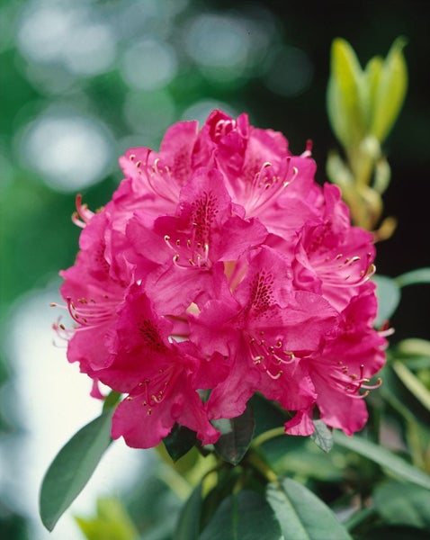 Rhododendron Hybr. 'Dr. H. C. Dresselhuys', rot, 30–40 cm