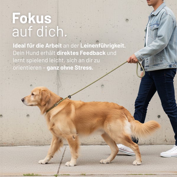 Person führt einen Hund an einer Trainingsleine, ideal für das Training der Leinenführigkeit.