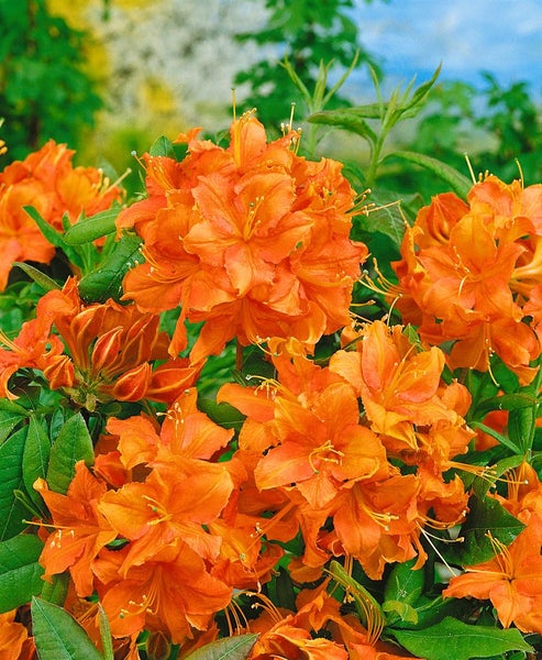 Nahaufnahme von Azaleenblüten