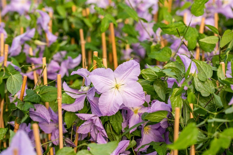 Nahaufnahme von Clematis mit hellen Blüten und grünen Blättern, die an Bambusstäben hochklettern.