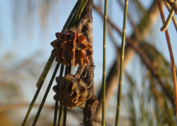 SAFLAX Anzucht Set - Australische Strandkiefer - Casuarina equisetifolia - 200 Samen - Mit Mini-Gewächshaus, Anzuchtsubstrat und 2 Töpfen