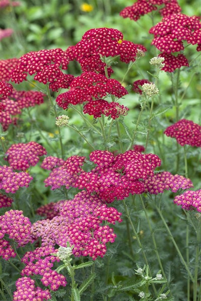 Achillea millefolium 'Red Velvet', Schafgarbe, rot, ca. 9x9 cm Topf