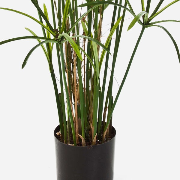 Künstliches Zypergras im schwarzen Kunststofftopf mit langen grünen Stängeln und schirmförmigen Blattkronen.