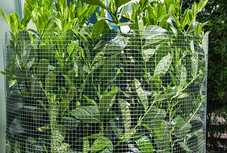Engmaschiger Maschendraht aus Metall als Pflanzenschutz um einen Strauch gewickelt.
