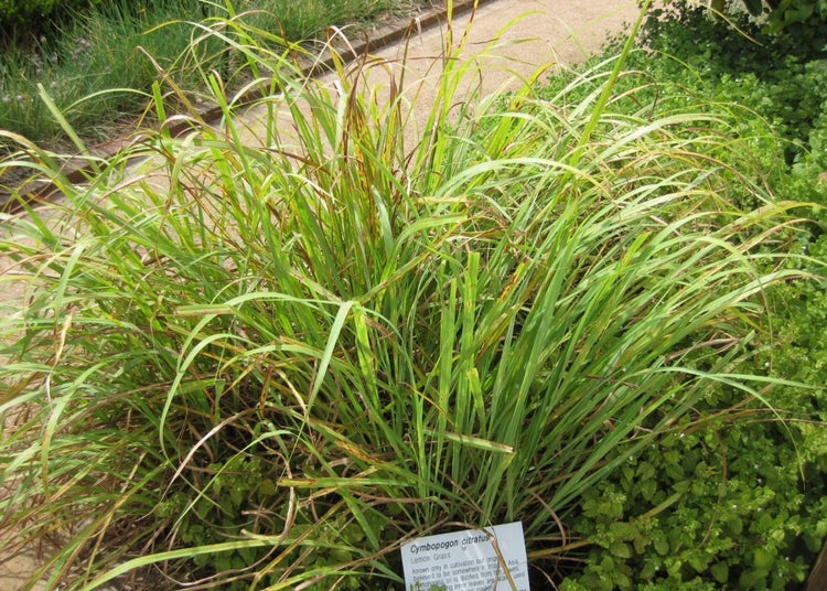 SAFLAX Anzucht Set - Zitronengras - Cymbopogon flexosus - 50 Samen - Mit Mini-Gewächshaus, Anzuchtsubstrat und 2 Töpfen