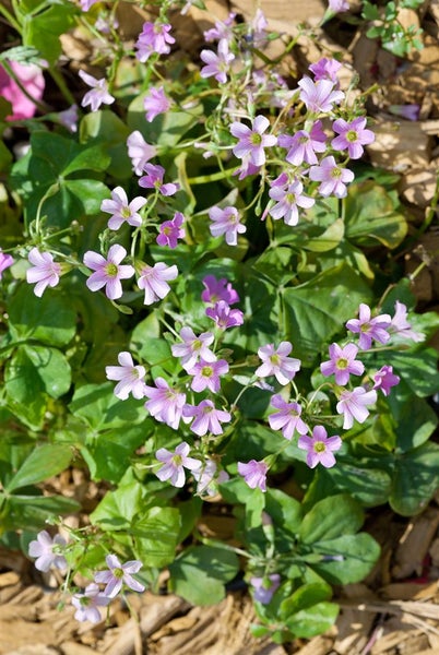 Oxalis acetosella, Waldsauerklee, ca. 9x9 cm Topf, zartgrün