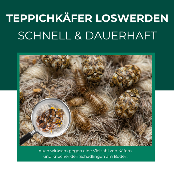 Teppichkäfer und Larven auf Textilfaser mit Lupe