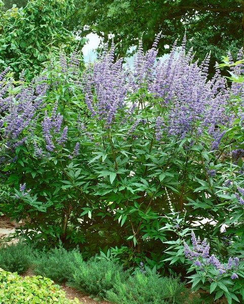 Vitex agnus-castus, Mönchspfeffer, 40–60 cm