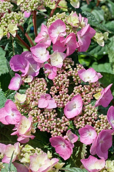 Hydrangea serrata 'Cotton Candy', Hortensie, rosa, 30–40 cm