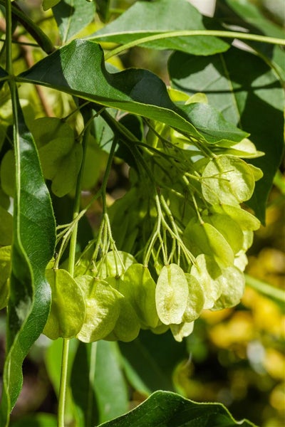 Ptelea trifoliata, Hopfenbaum, 60–80 cm, aromatisch